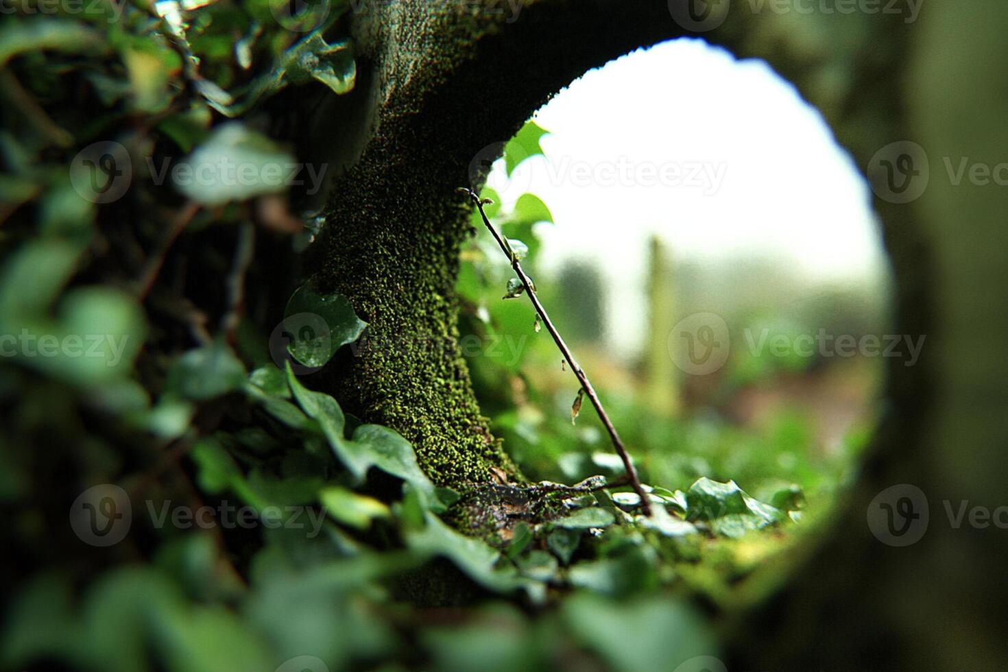 A circular hole in the ground surrounded by green plants photo