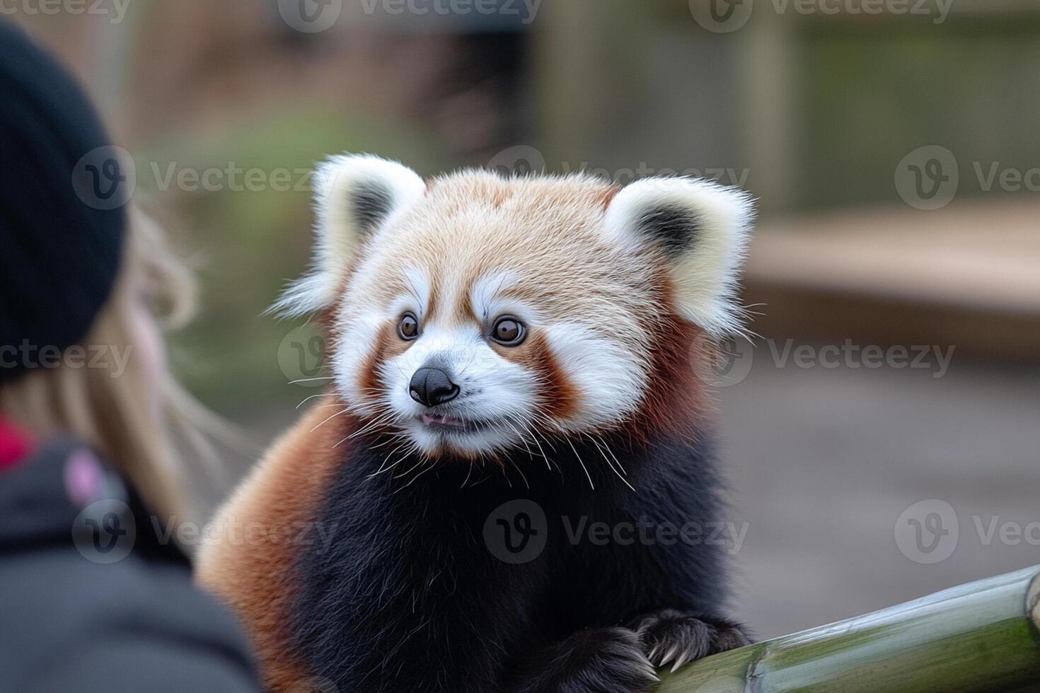 A red panda is sitting on a wooden branch photo