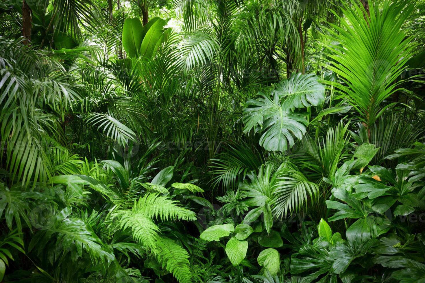 Tropical jungle with green plants and trees photo