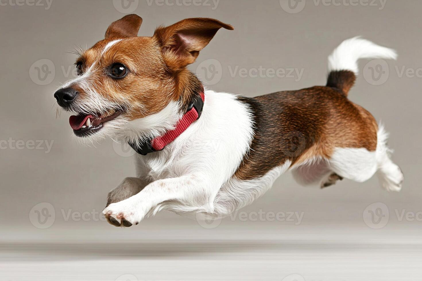A dog is running in the air photo