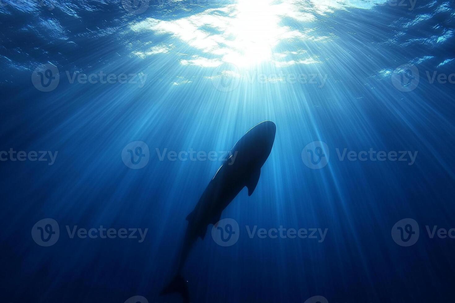 A shark swimming in the ocean with sunlight shining through photo