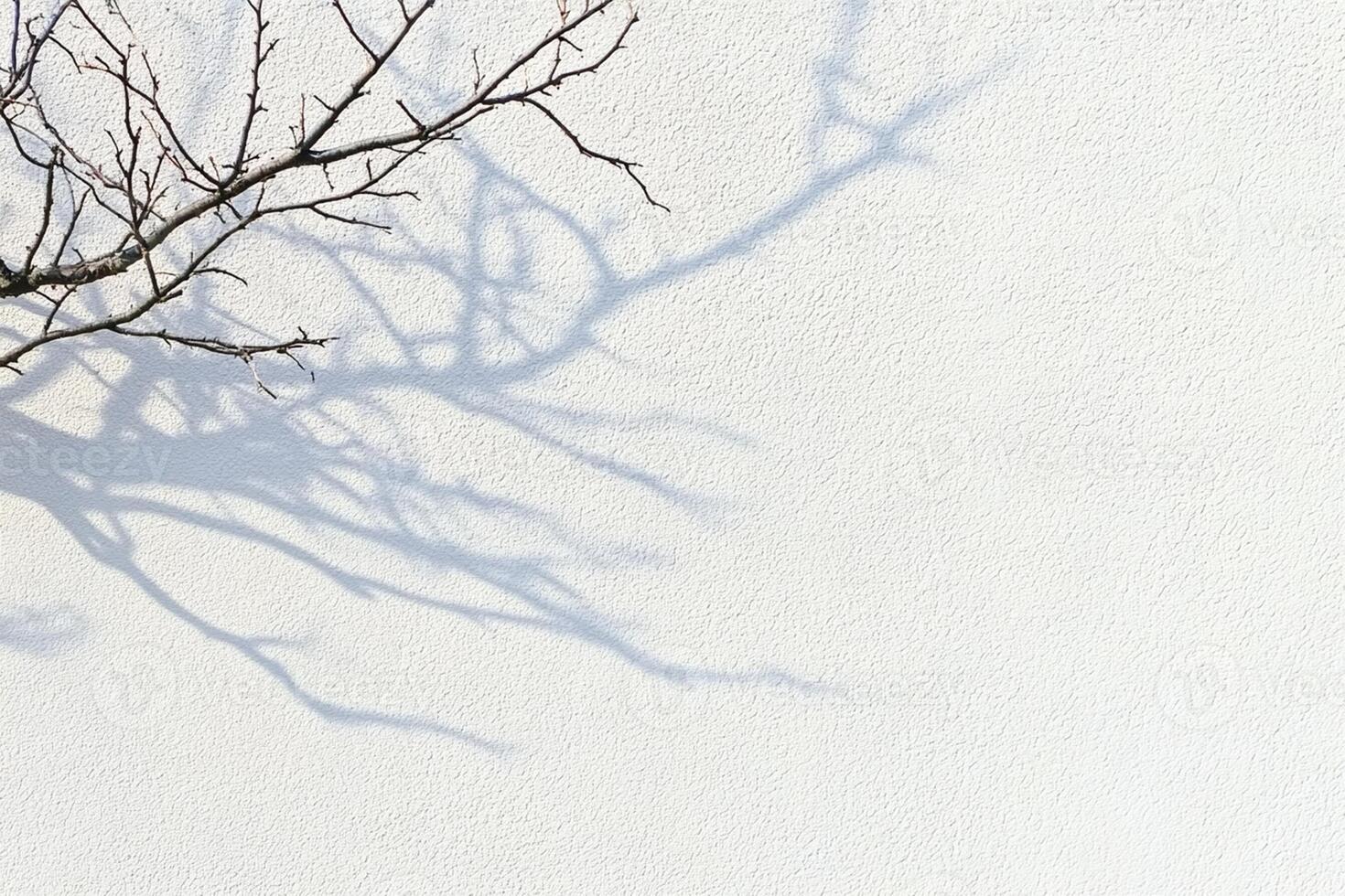 A bare tree against a white wall photo