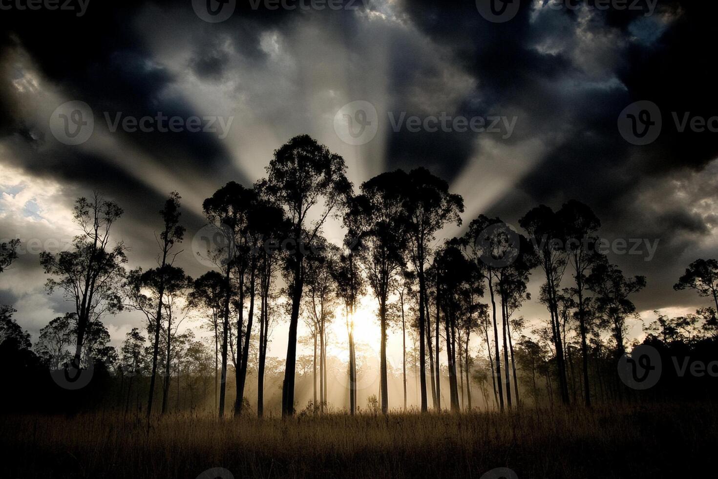 The sun shines through the trees in a dark forest photo