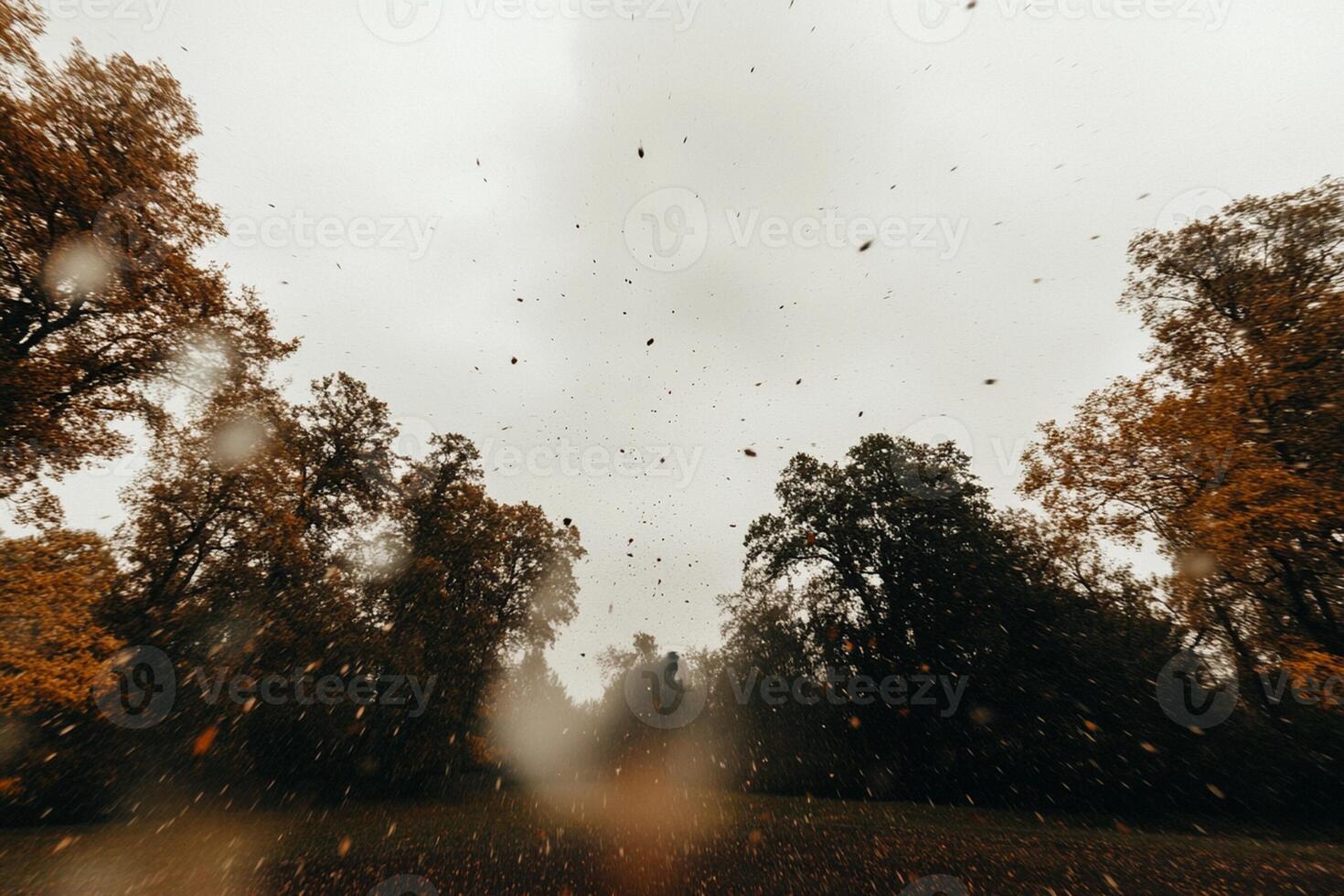 A view of the trees in the fall photo