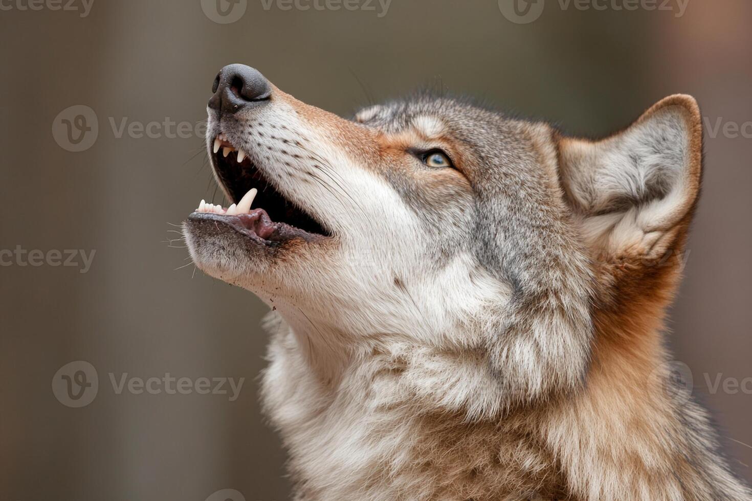 A wolf is looking up with its mouth open photo