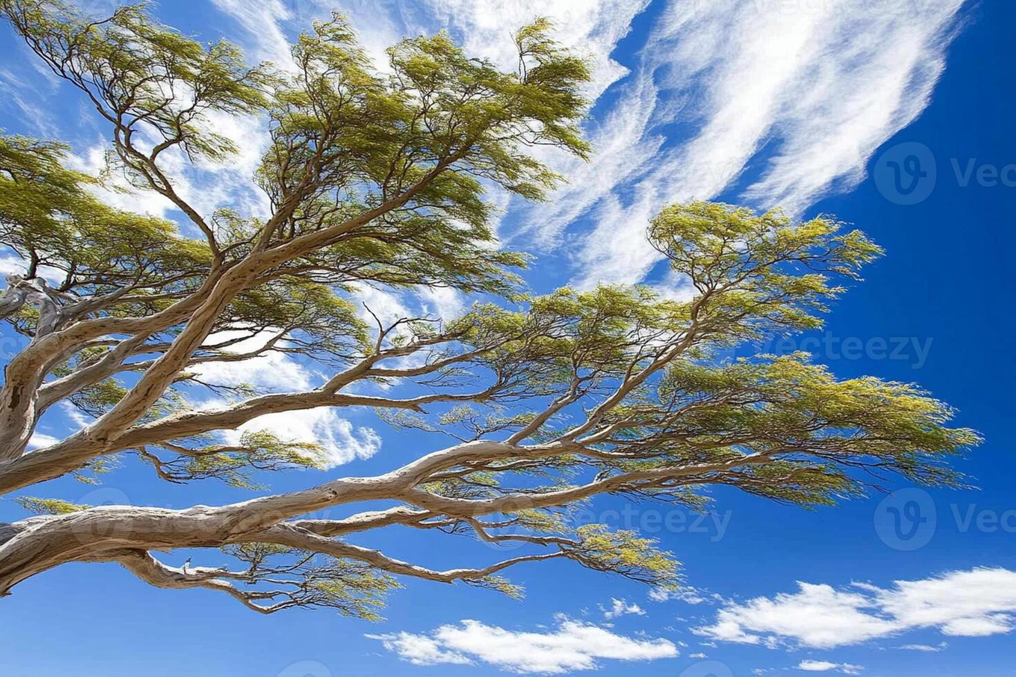 A tree with a blue sky and clouds in the background photo