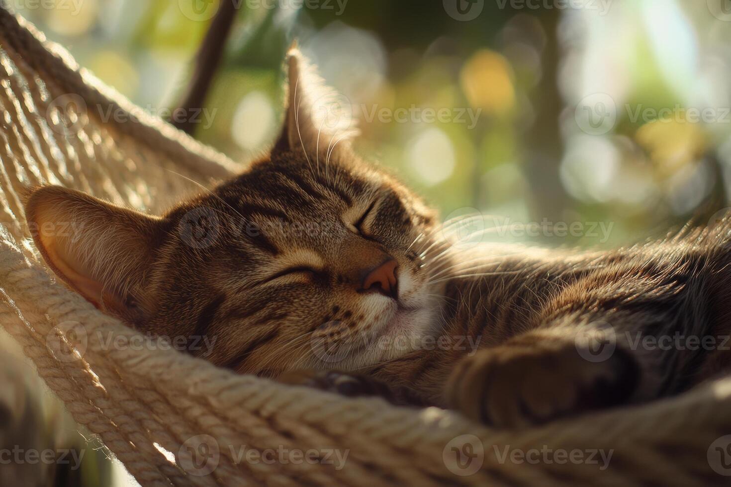A brown tabby cat enjoys a peaceful nap in a hammock under soft sunlight surrounded by greenery photo