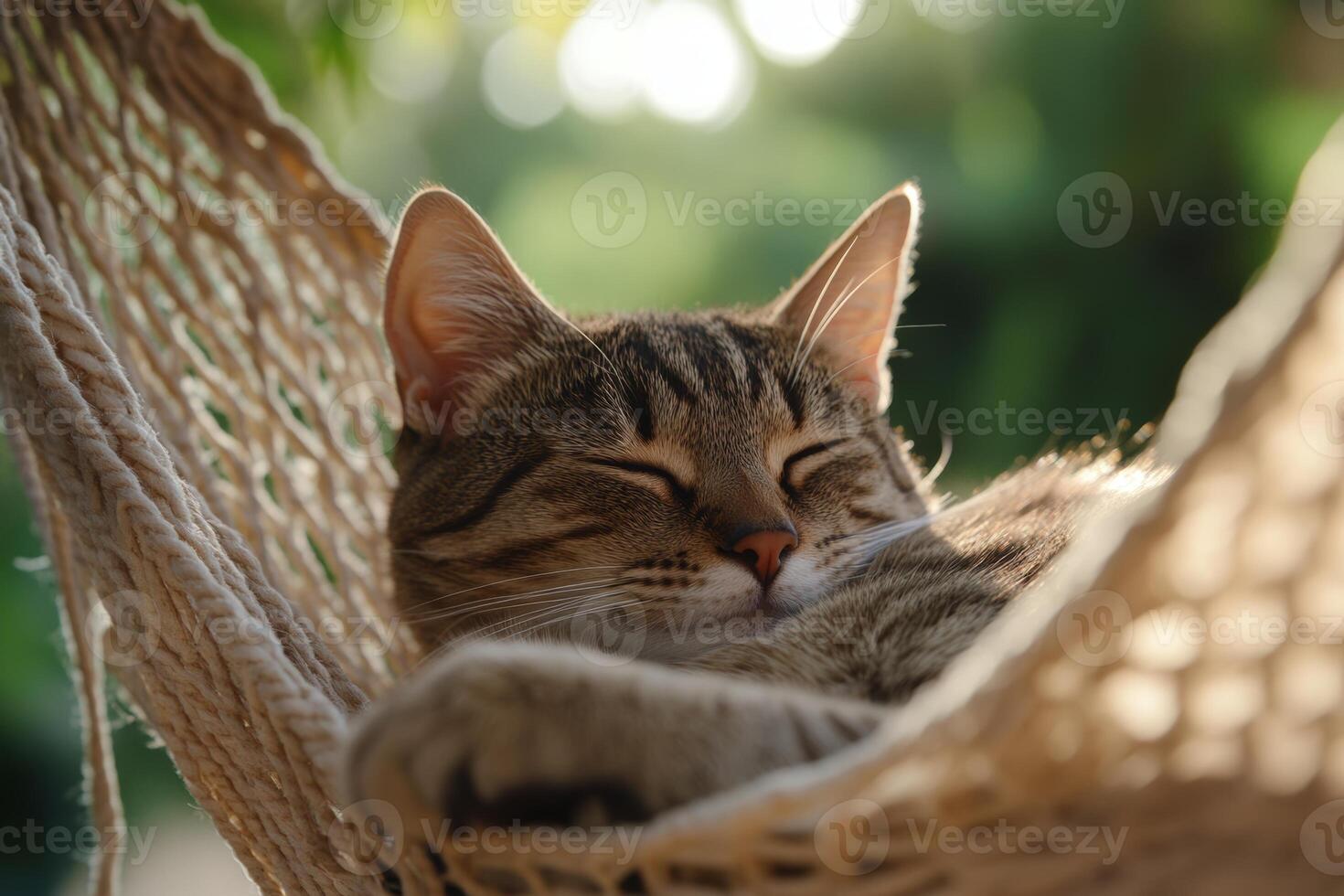 A brown tabby cat sleeps peacefully in a hammock surrounded by greenery and soft sunlight in a tranquil setting photo