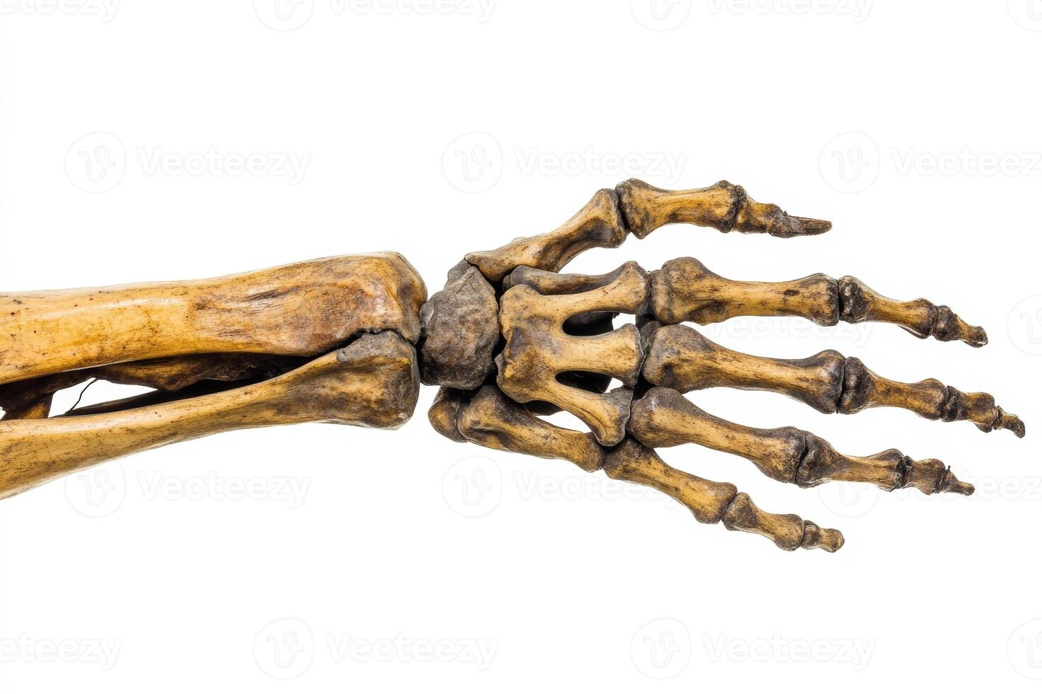 Close-up of a skeletal hand showcasing detailed bone structure on a white background, highlighting anatomy and human anatomy study photo