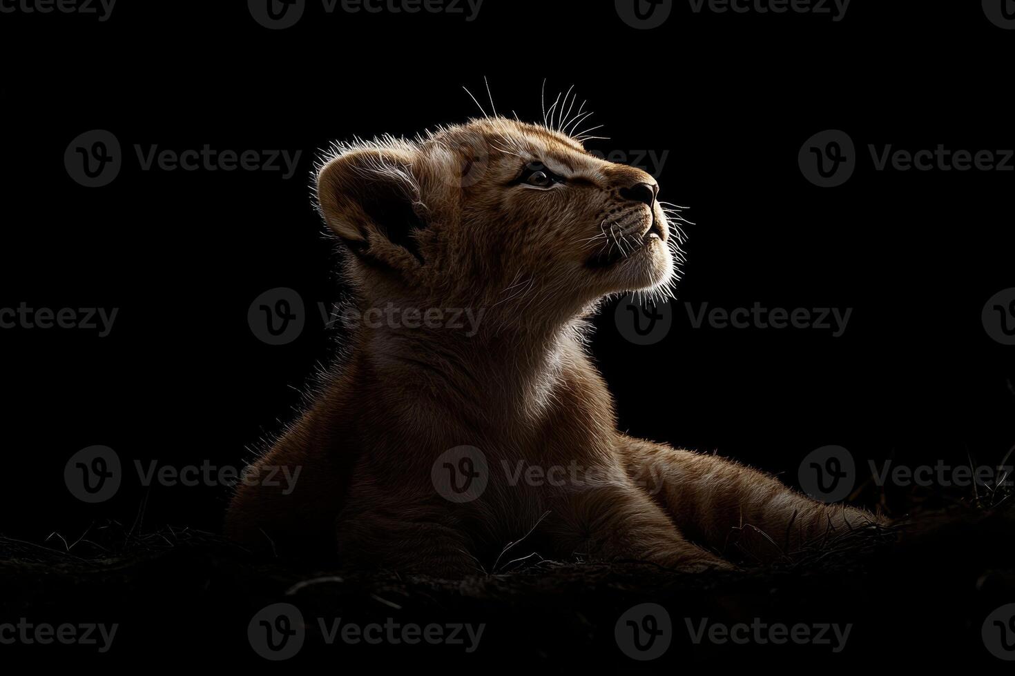 A baby lion rests quietly in rim light, highlighting its features against a dark background during a tranquil moment photo