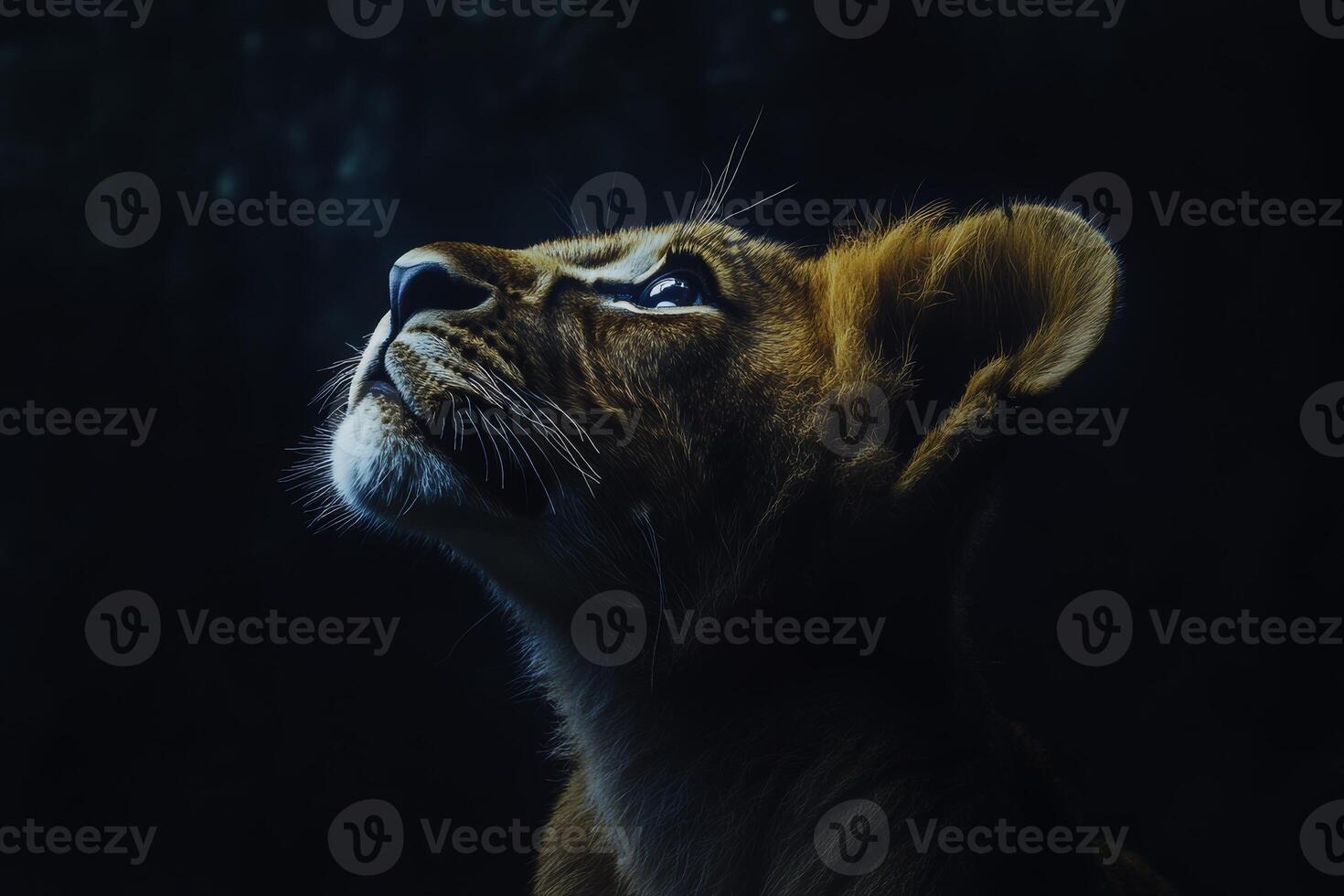 A young lion gazes upward, illuminated by rim lighting against a dark background, capturing the essence of wildlife in a moment of quiet reflection photo