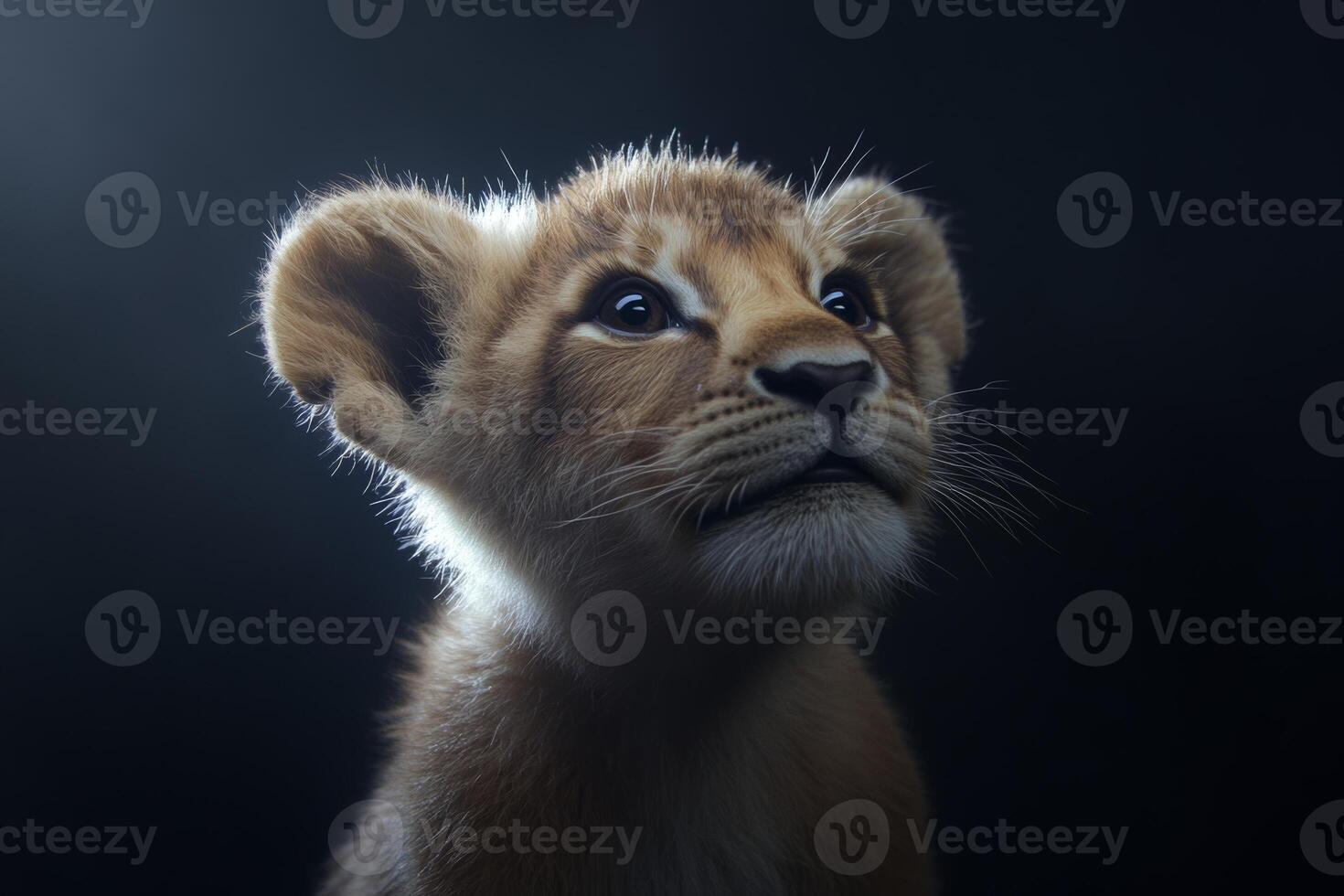 A baby lion gazes curiously with rim lighting illuminating its face against a dark background, showcasing detailed fur texture and innocent expression photo