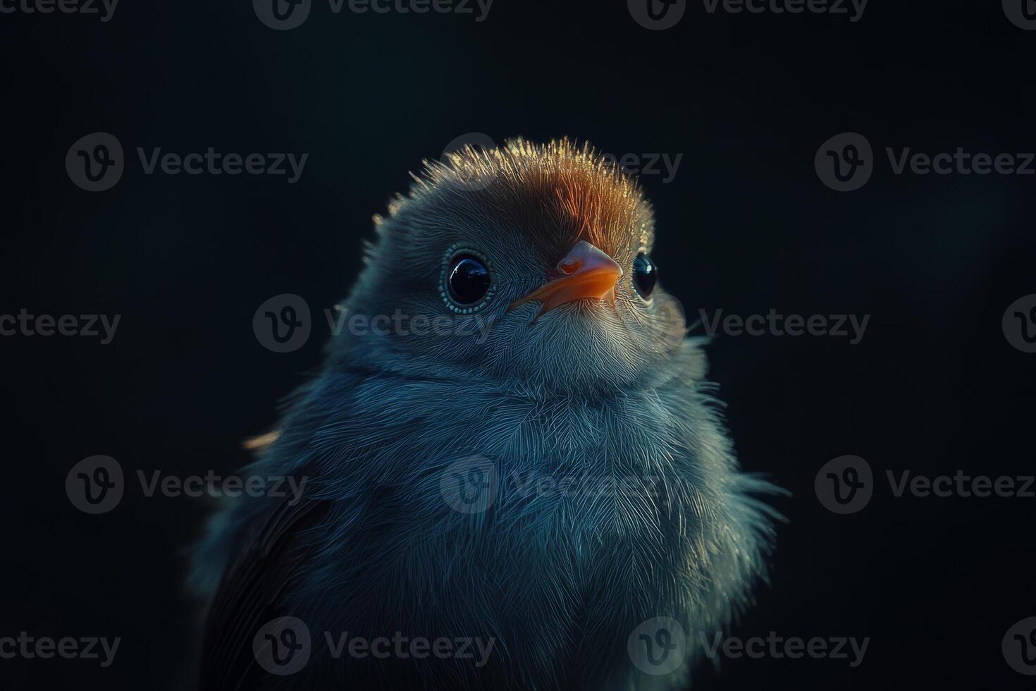 A chick captured in rim lighting, showcasing intricate details against a dark background photo