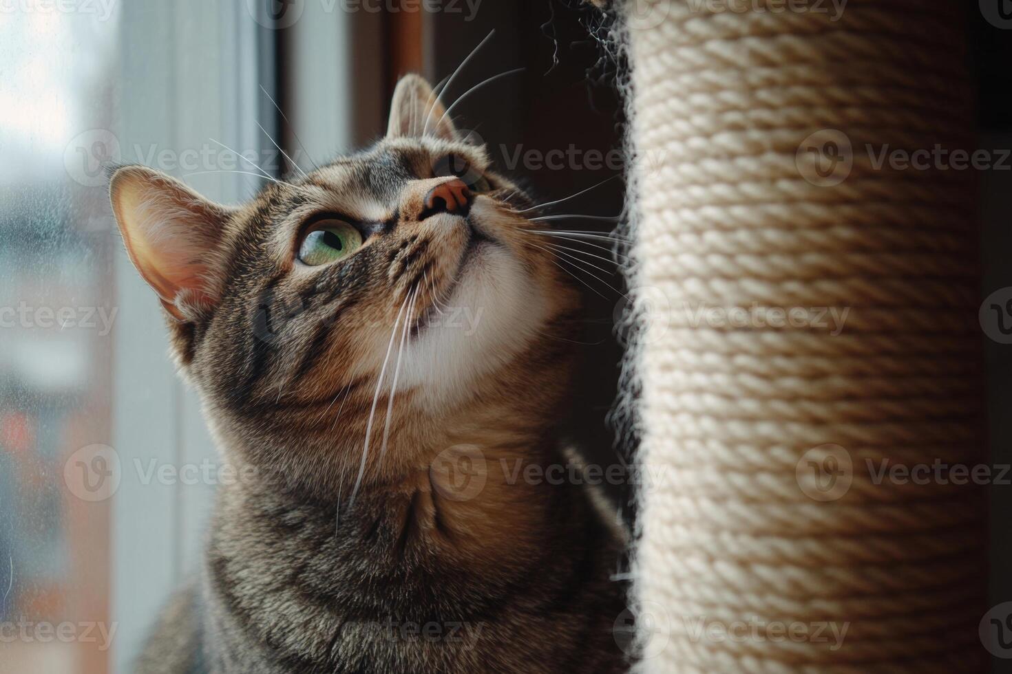A curious cat interacts with its scratching post near the window, showcasing playful and natural behaviors during the afternoon photo