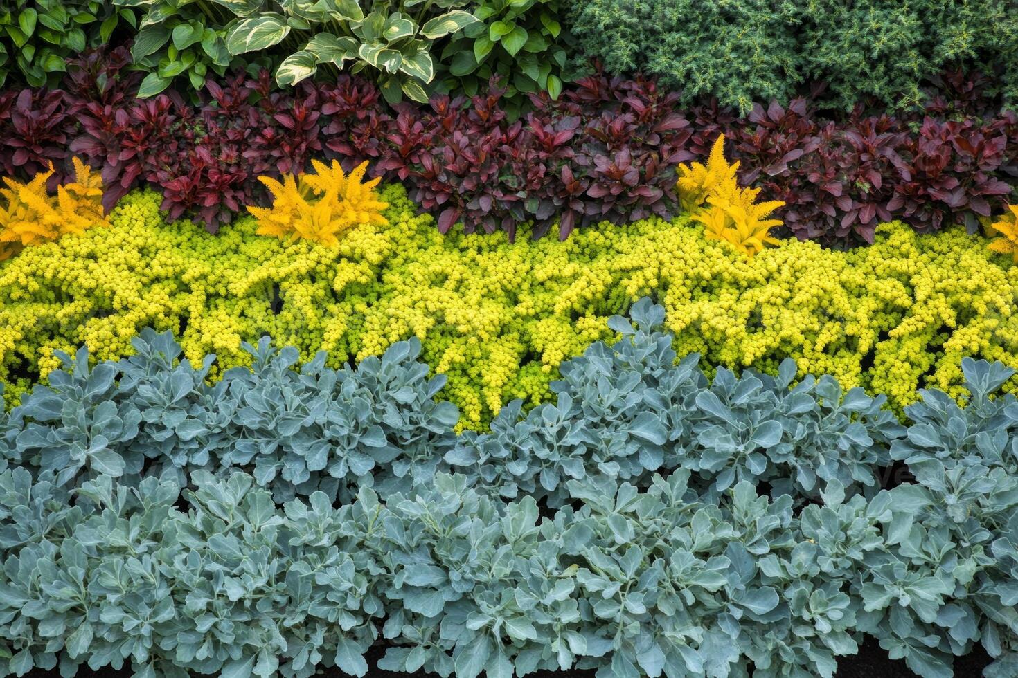 Organized garden bed showcasing alternating rows of lush plants in vibrant colors during the growing season photo