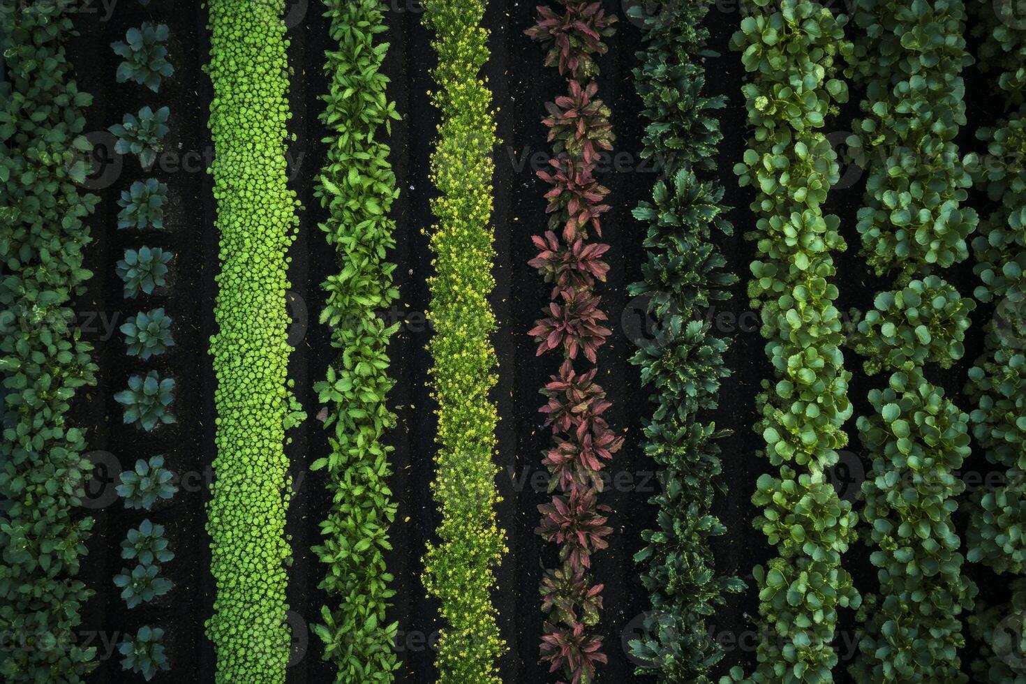 Organized garden bed showcasing alternating rows of vibrant plants in various stages of growth during the daytime photo