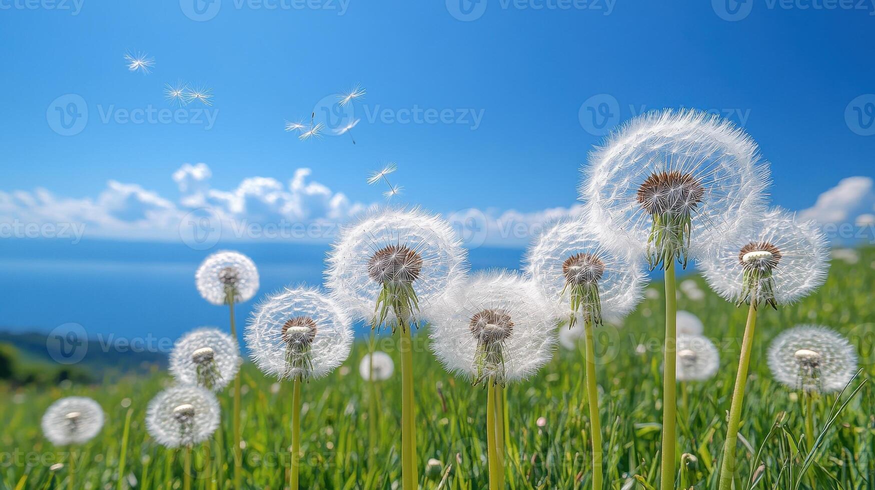 Dandelions seeds blowing in spring breeze, coastal view photo