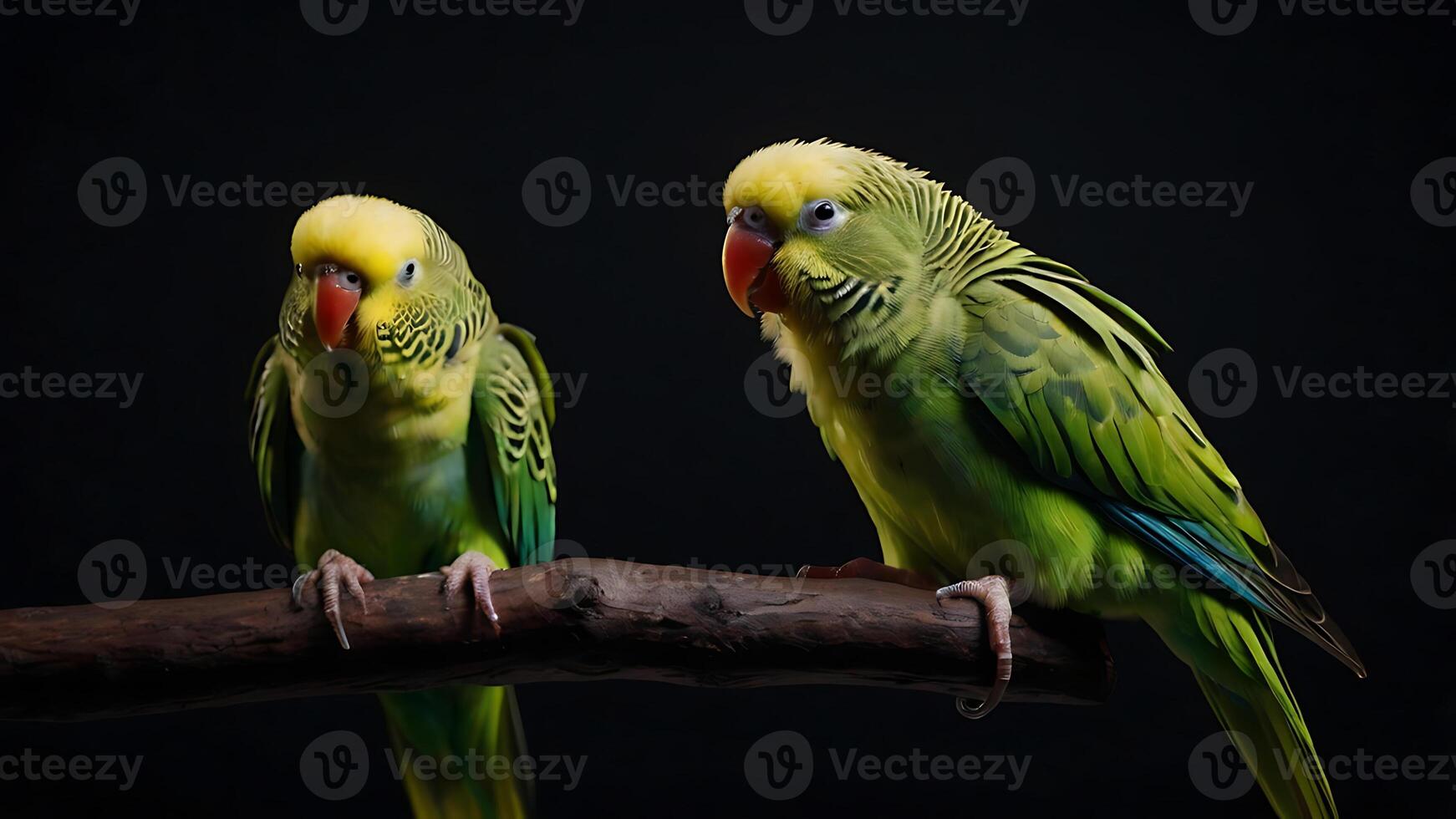 Two vibrant green parakeets perched on a wooden branch against a dark background photo