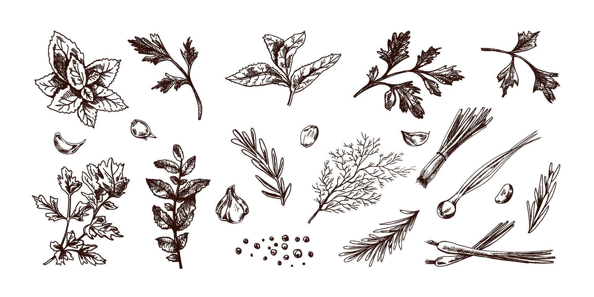 Hand drawn vintage sketch of culinary herbs, garlic and green spices in engraved style vector