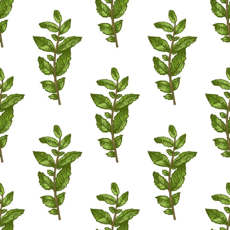 Colored hand drawn seamless pattern with mint sprigs in engraving style vector