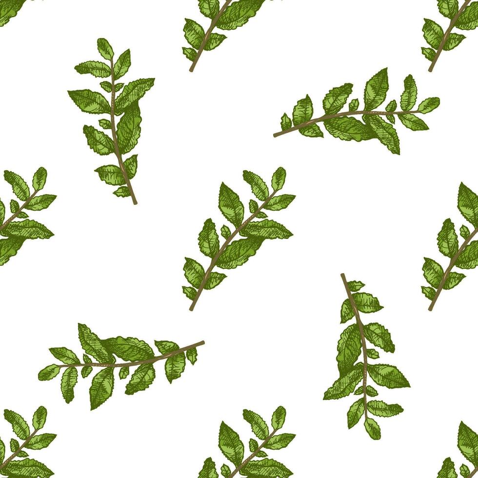 Colored vintage seamless pattern with mint sprigs in engraving style vector