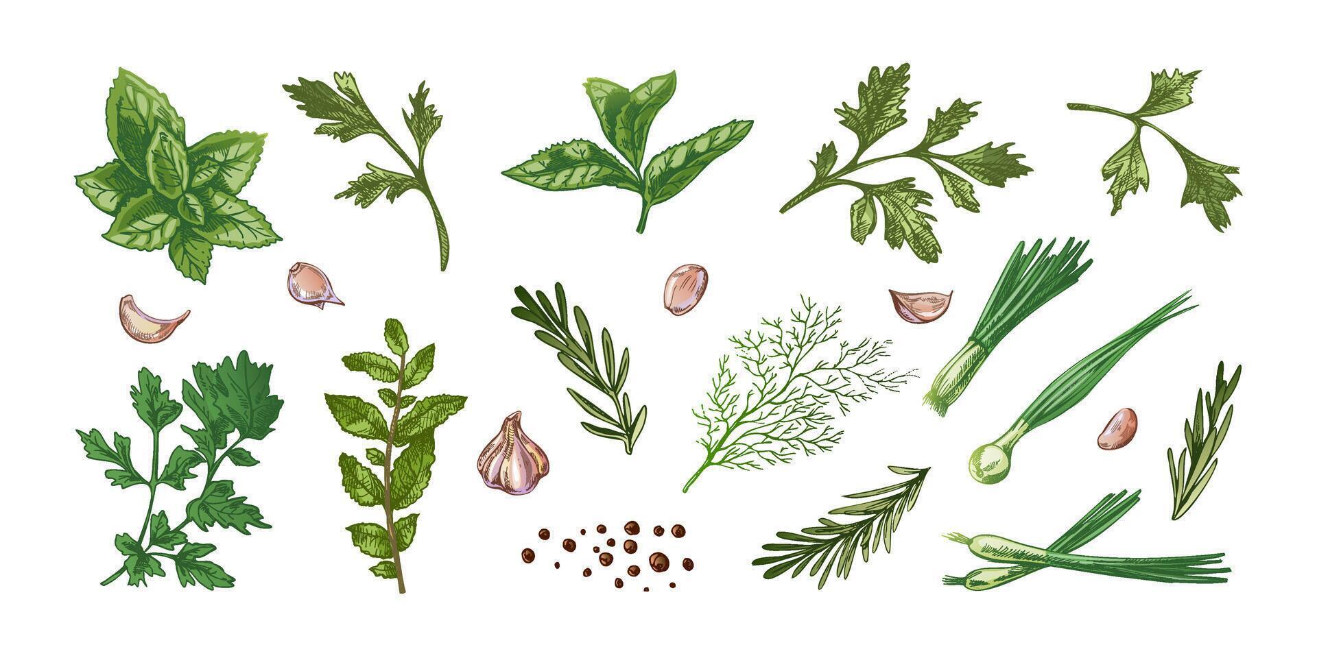 Hand drawn vintage sketch of colorful culinary herbs, garlic and green spices in engraved style vector
