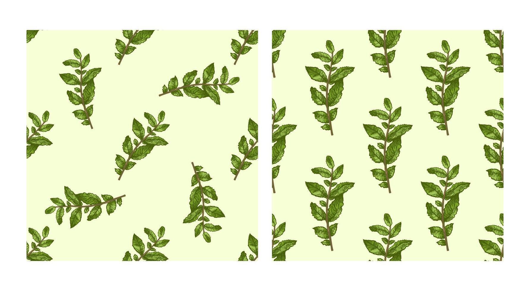 Colored hand drawn vintage seamless pattern set with mint sprigs in engraving style vector