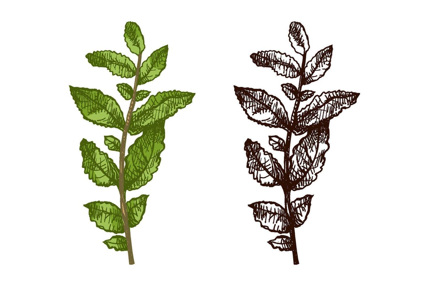 Hand drawn vintage colored and black sketch of mint sprig with textured leaves vector