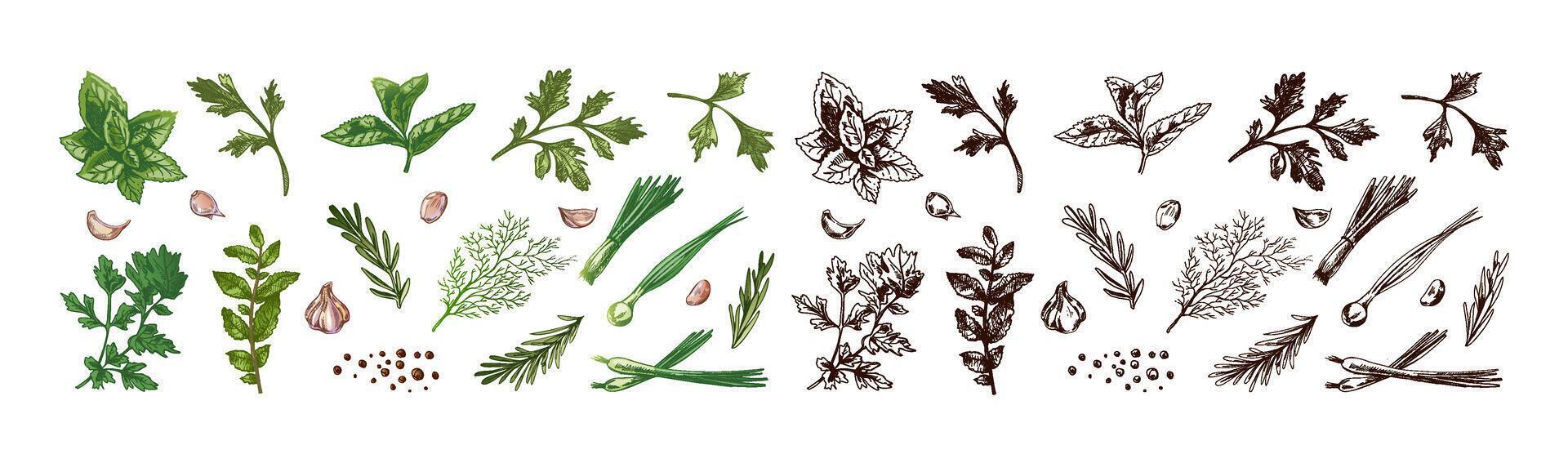 Hand drawn vintage sketch of fresh herbs and spices set with colored and monochrome versions in engraved style vector