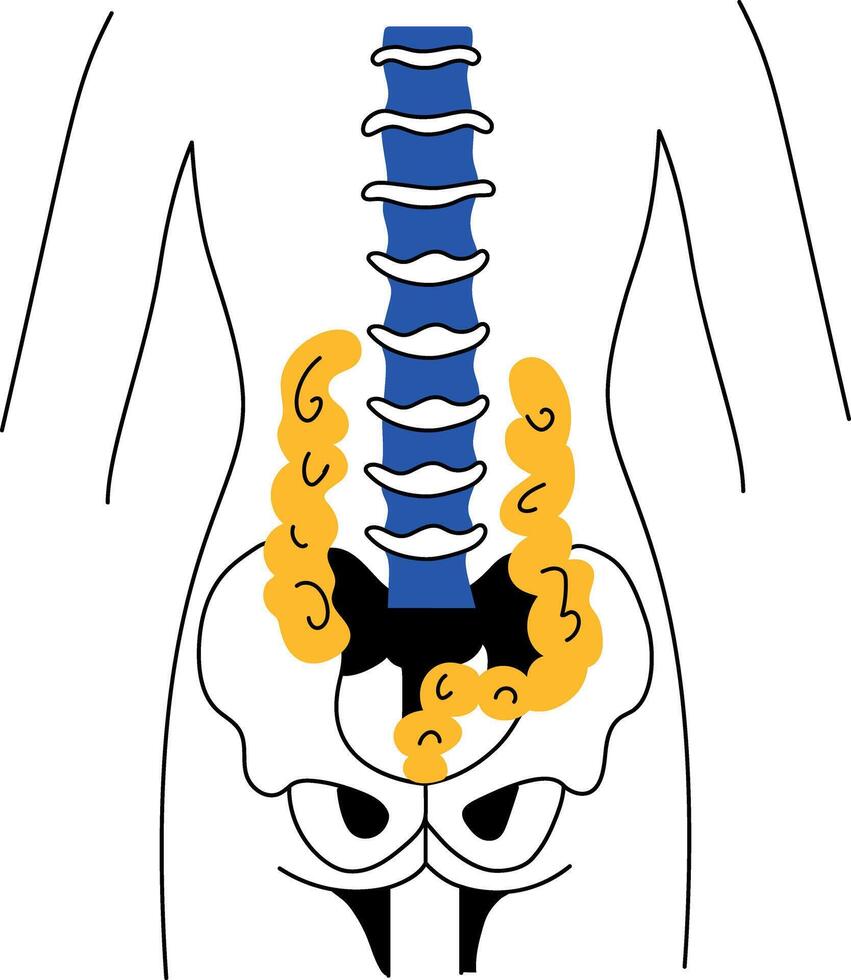 A drawing style illustration showing vertebrae structure of human spine vector