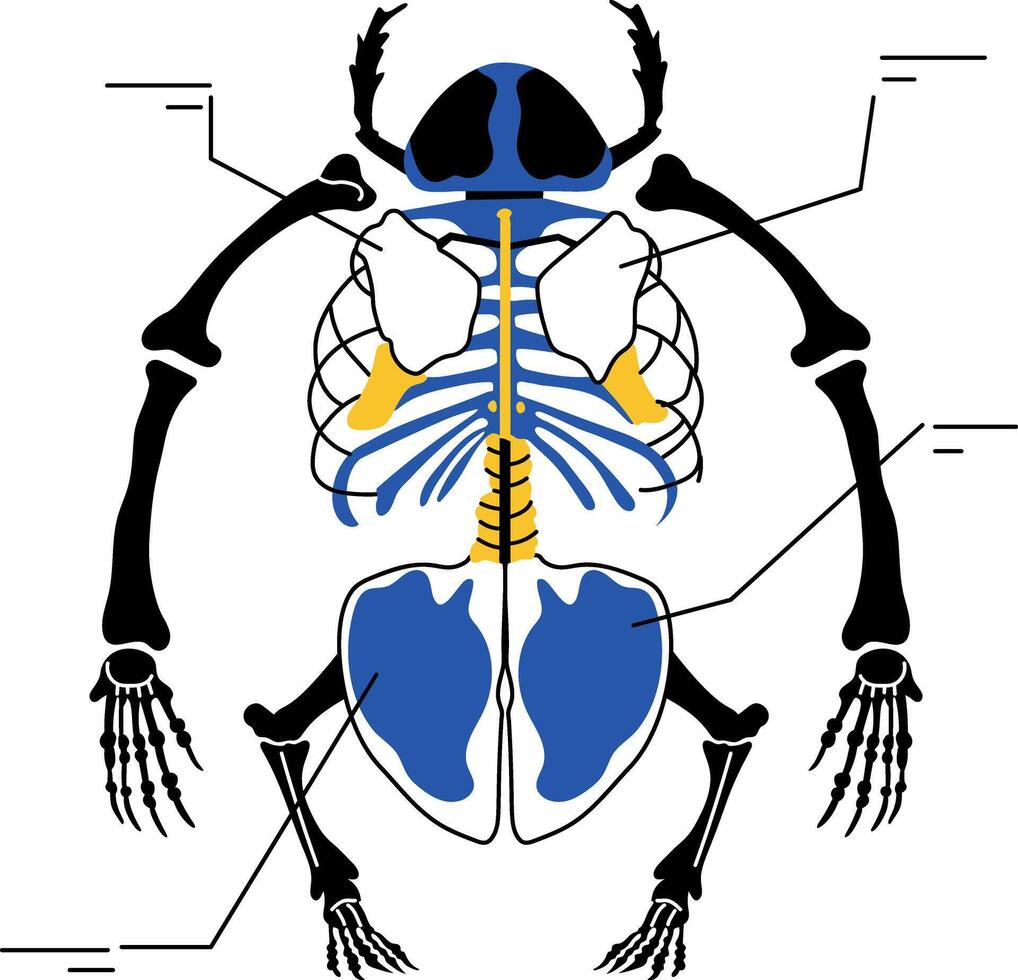 A drawing style illustration showing animal skeleton structure vector