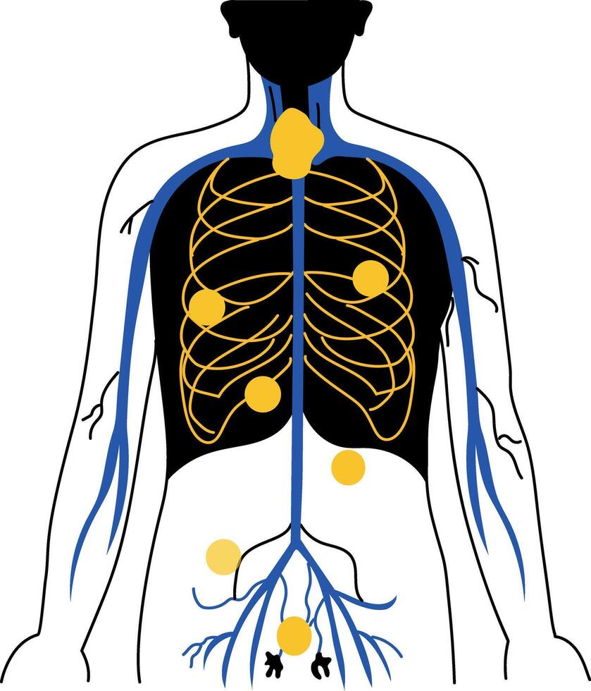 A doodle style illustration showing lymphatic system vector
