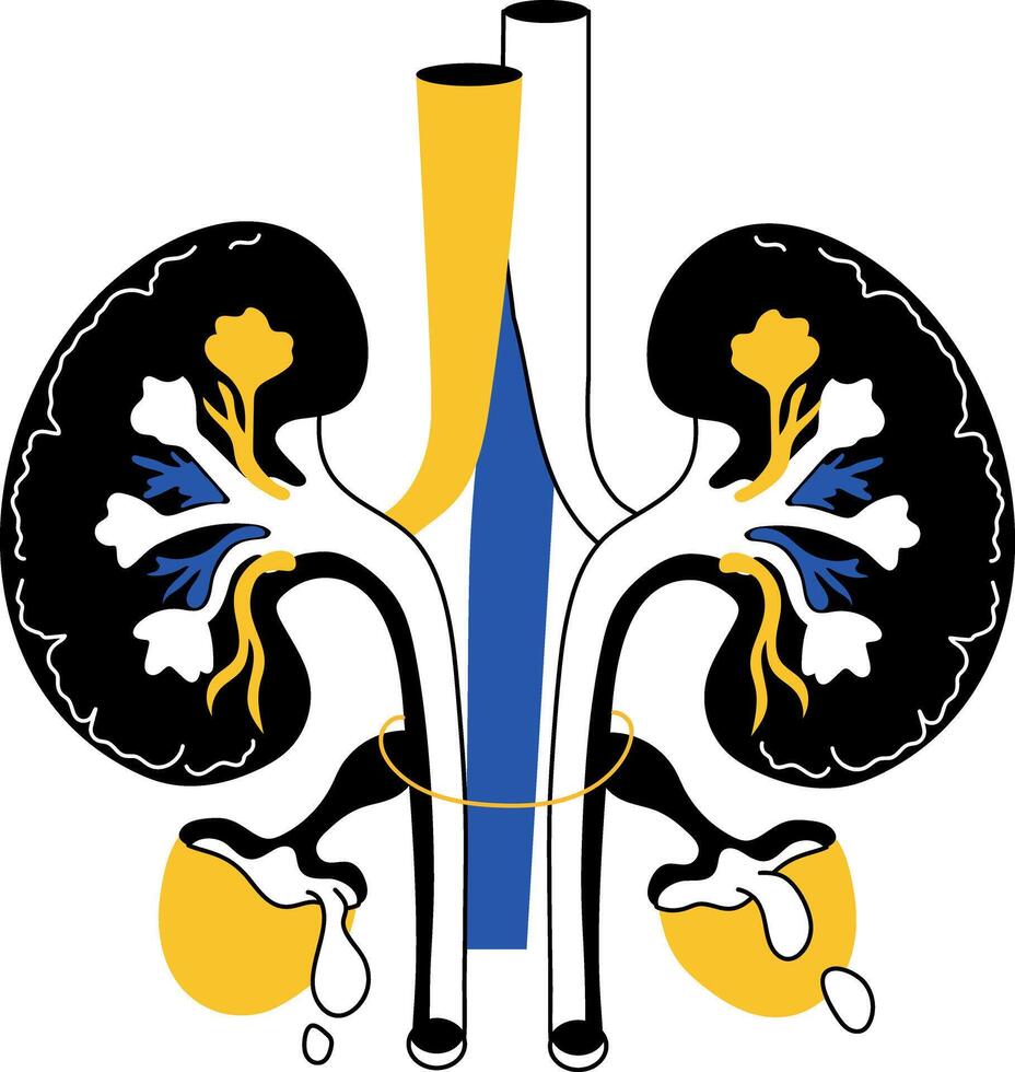 A drawing style illustration showing kidney filter vector