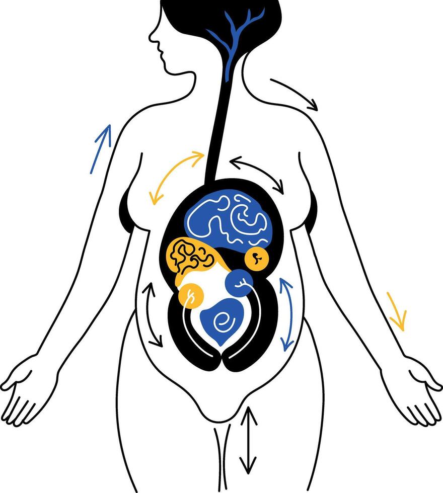 A drawing style illustration showing placenta vector