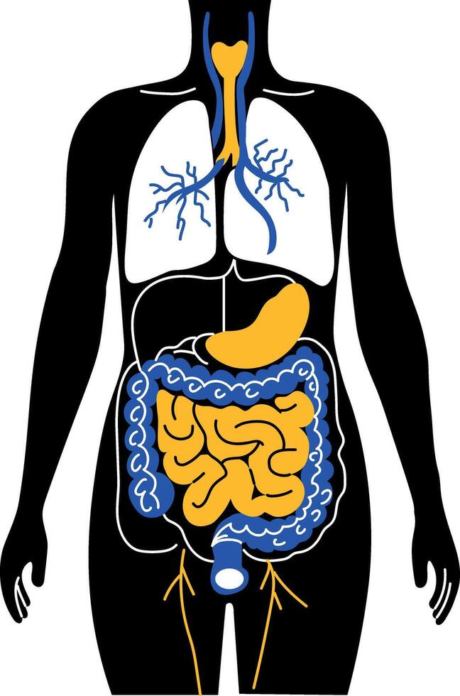 A drawing style illustration showing digestive system vector