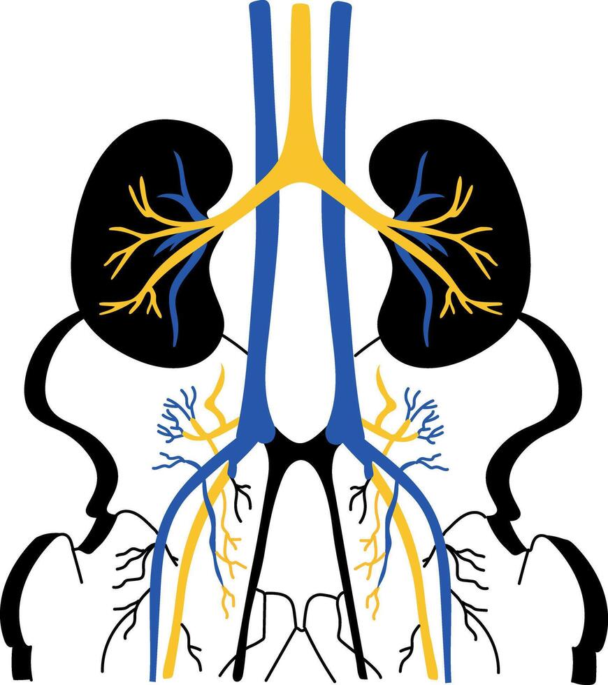 A drawing style illustration showing kidneys function vector