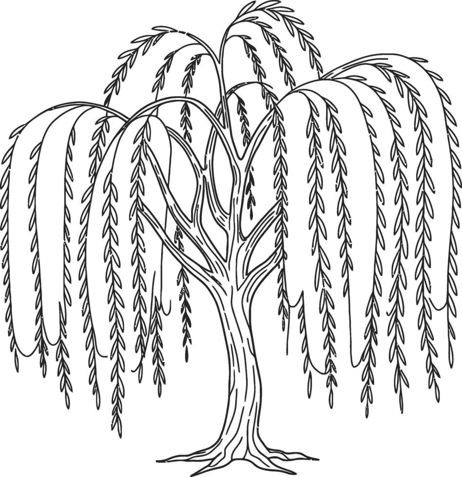 Weeping willow tree line art drawing for children educational nature coloring activity sheet vector