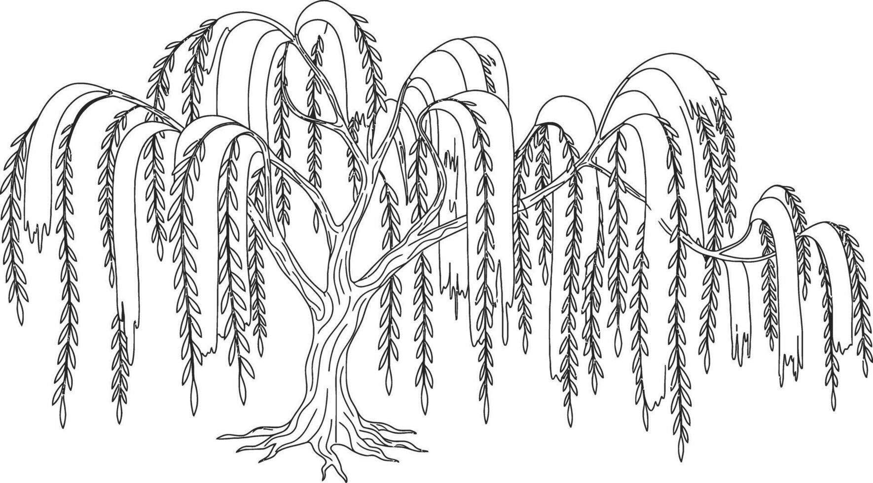 Willow tree with drooping branches outline black and white illustration nature coloring page design vector