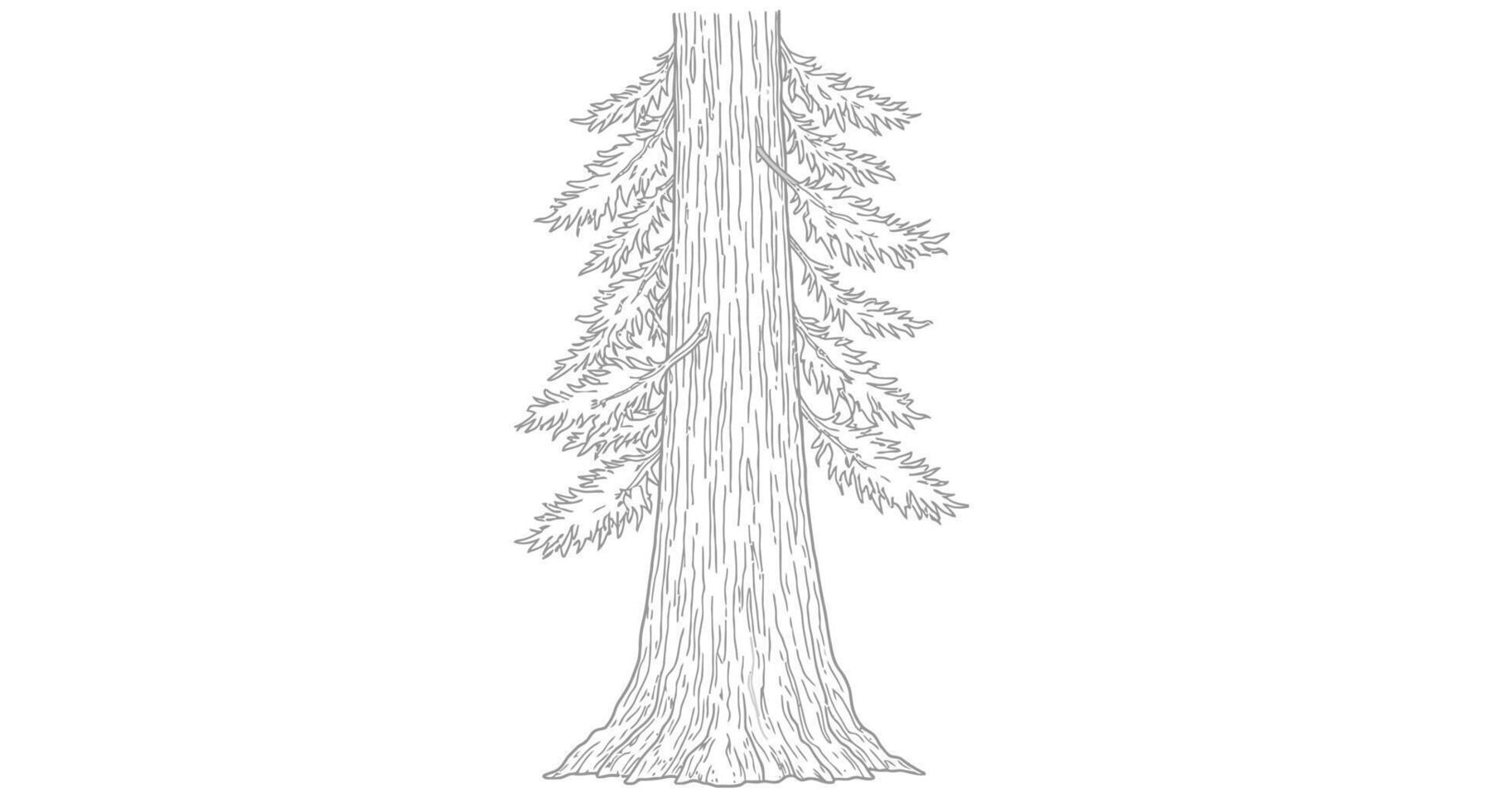 Tall Giant Redwood Tree Forest Coloring Page vector