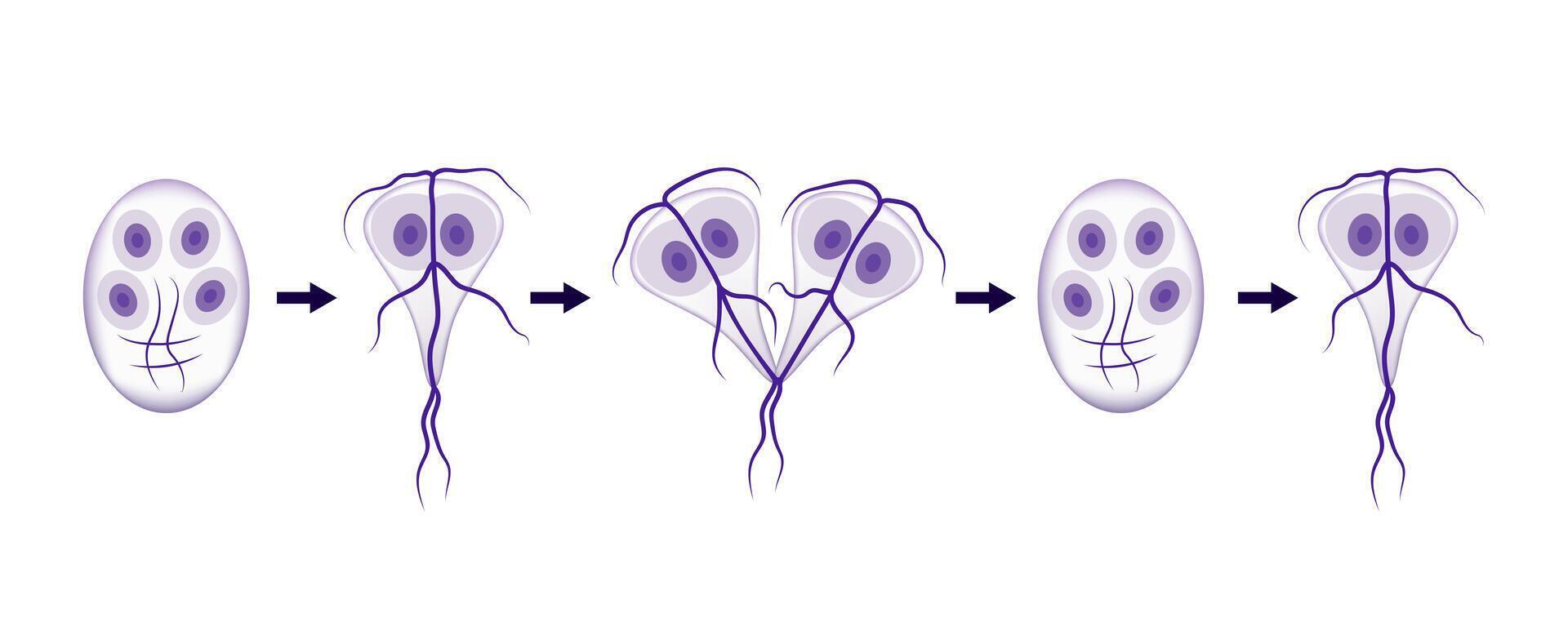 Giardia lifecycle showing cysts and trophozoites stages vector