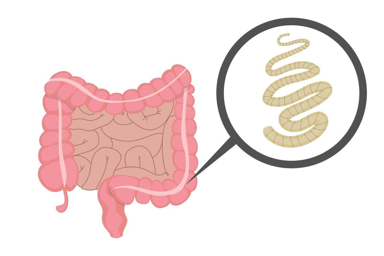 Tapeworm living in human intestine, causing parasitic infection vector