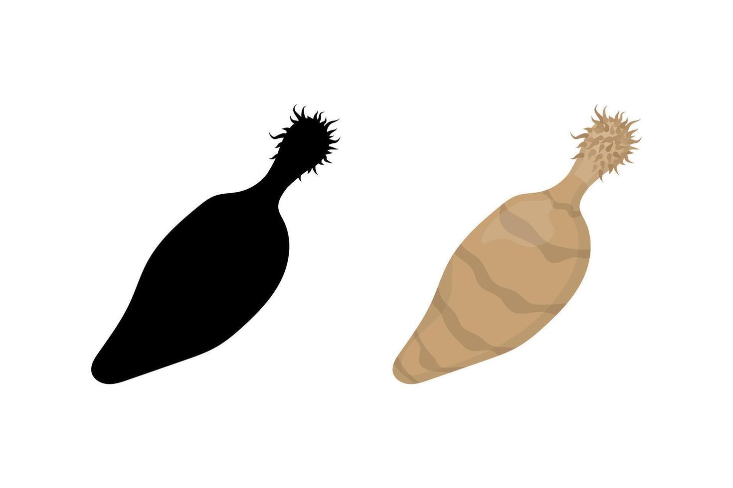 Thorny headed worm, spiny headed worm or acanthocephalan, color and silhouette illustrations vector