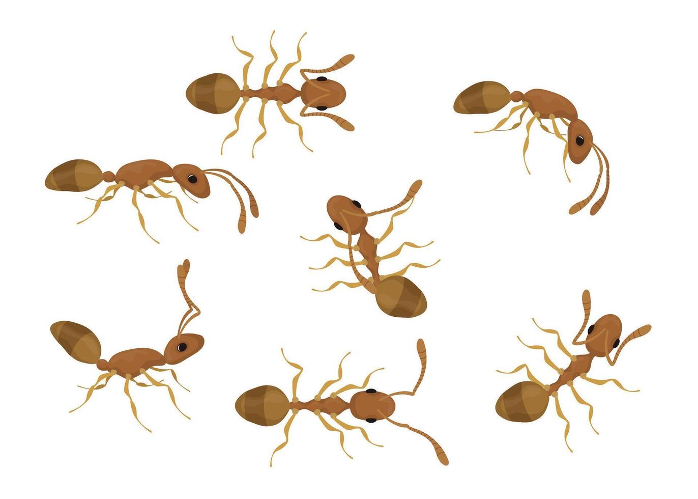 Set of brown ants walking in different directions vector