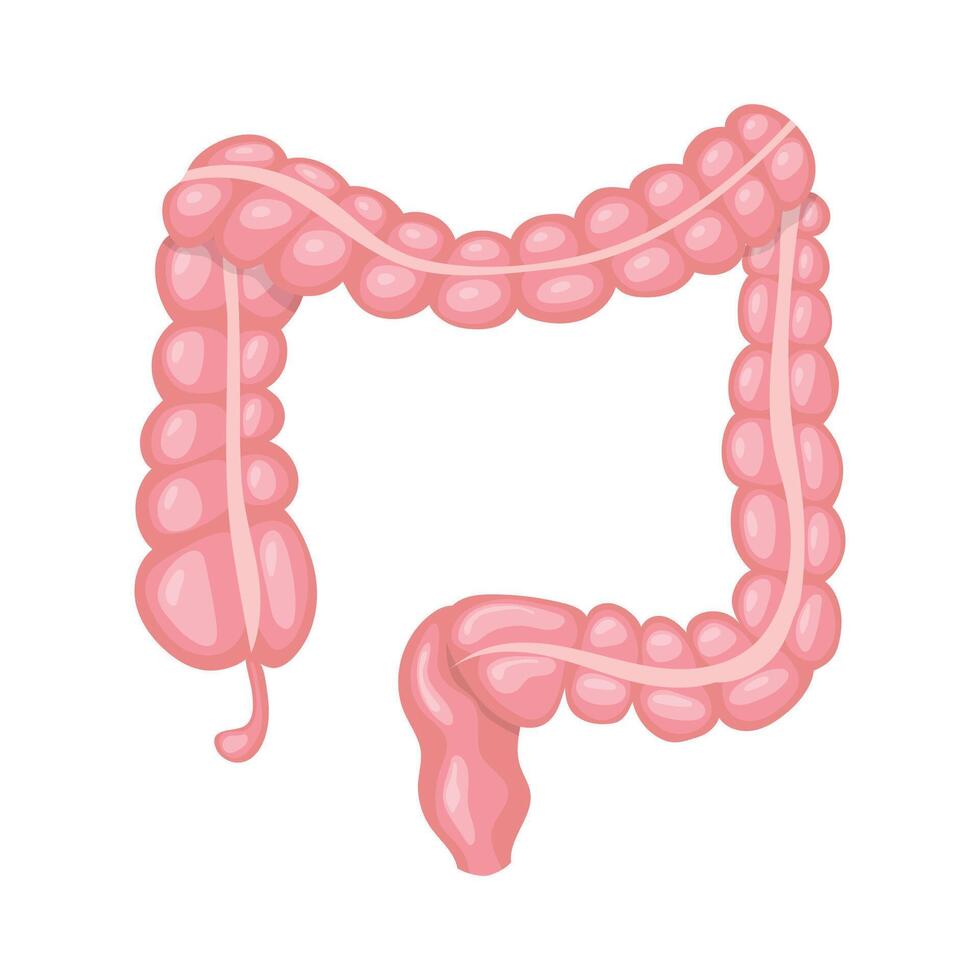 Large intestine showing cecum, colon and rectum vector