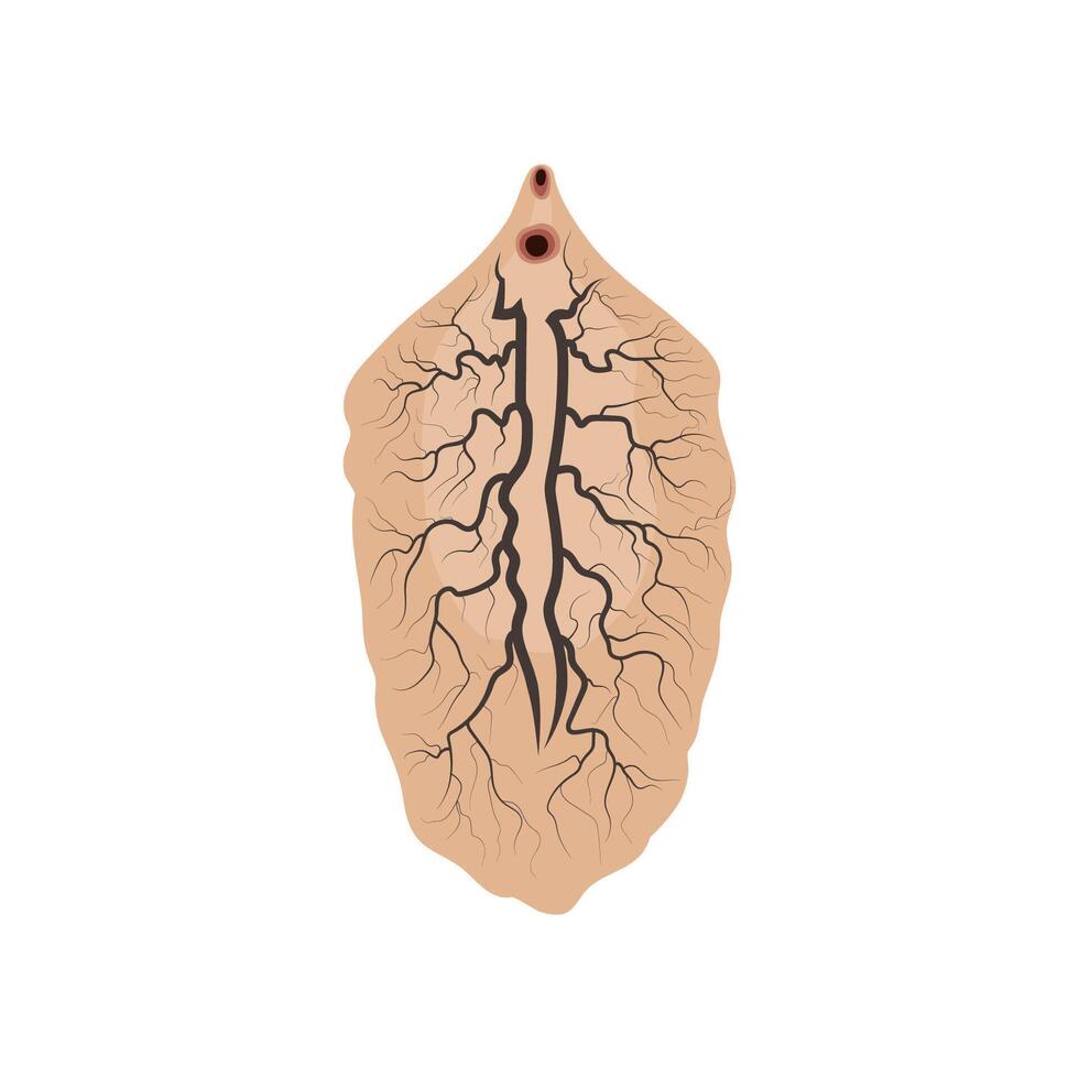 Liver fluke showing branched digestive system and oral sucker vector