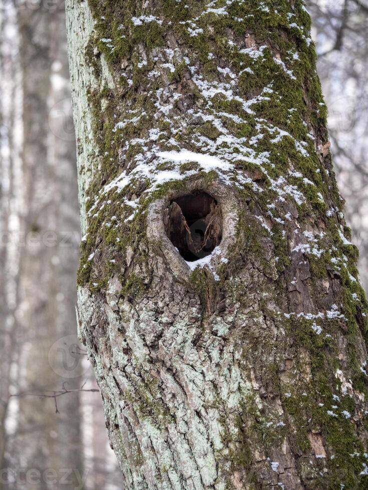 A hollow in a tree trunk in a winter forest photo