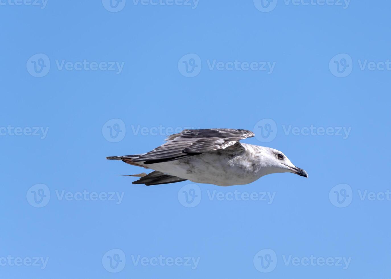 A seagull flies with wings against a blue sky photo