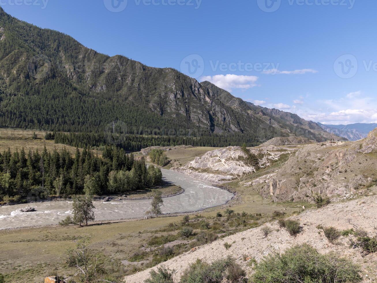 Big Katun River in the forests of the Altai Mountains flows among trees. photo