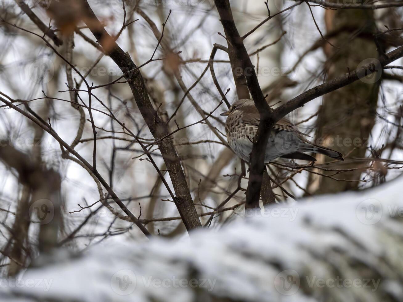 Forest bird thrush on the branch of an Apple tree photo