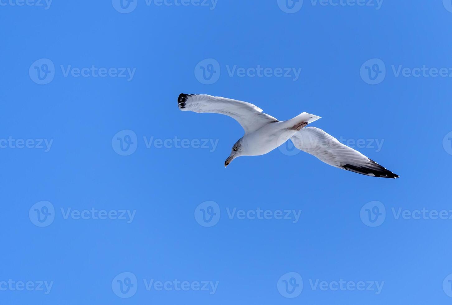 The seagull flies with outstretched wings against a blue sky photo